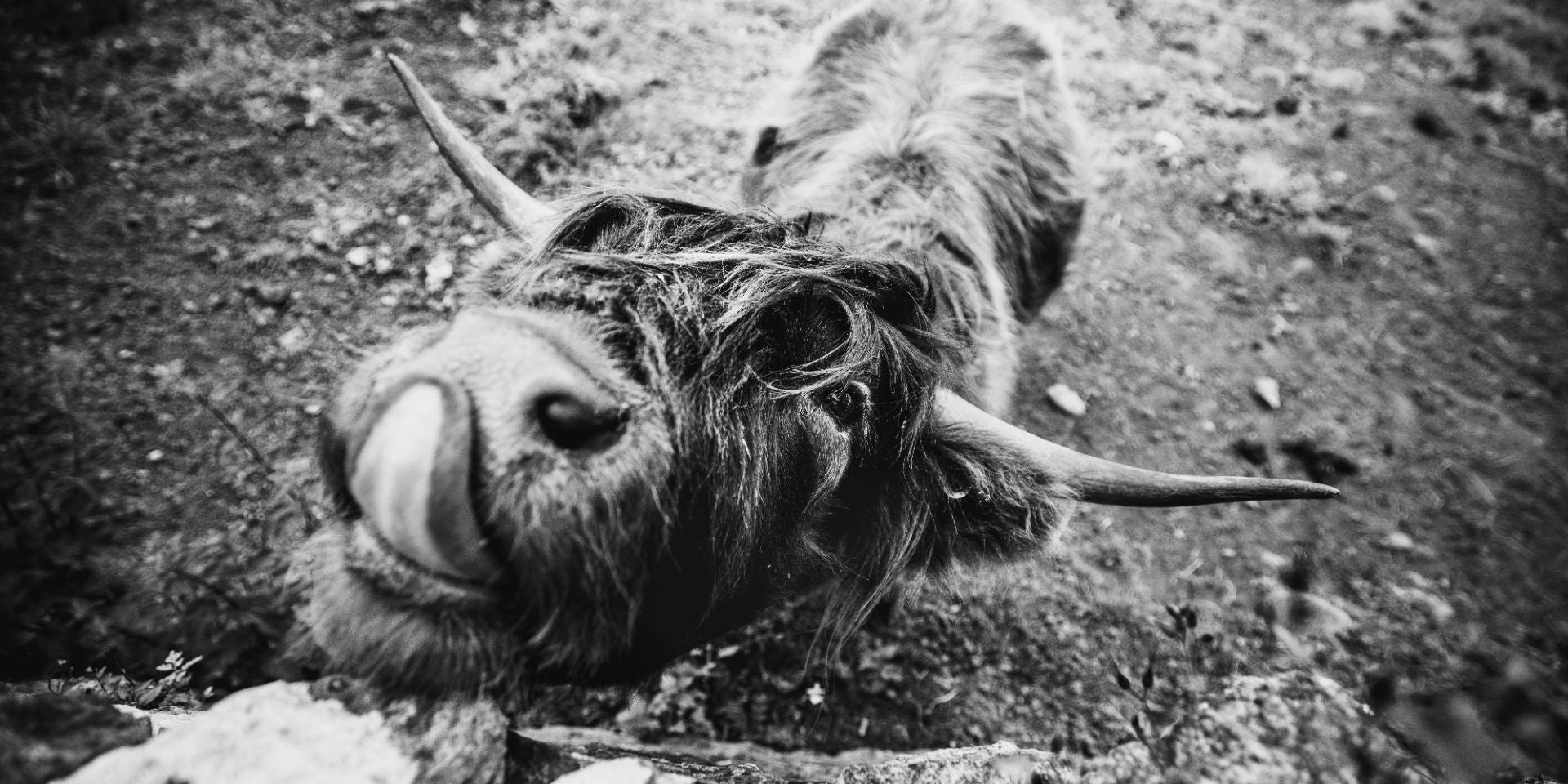 “The Guardian” Black & White Highland Cow Print