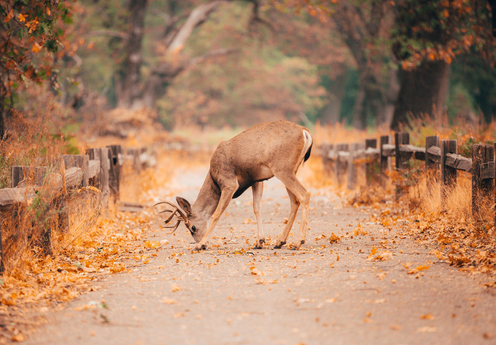 Deer of Yosemite