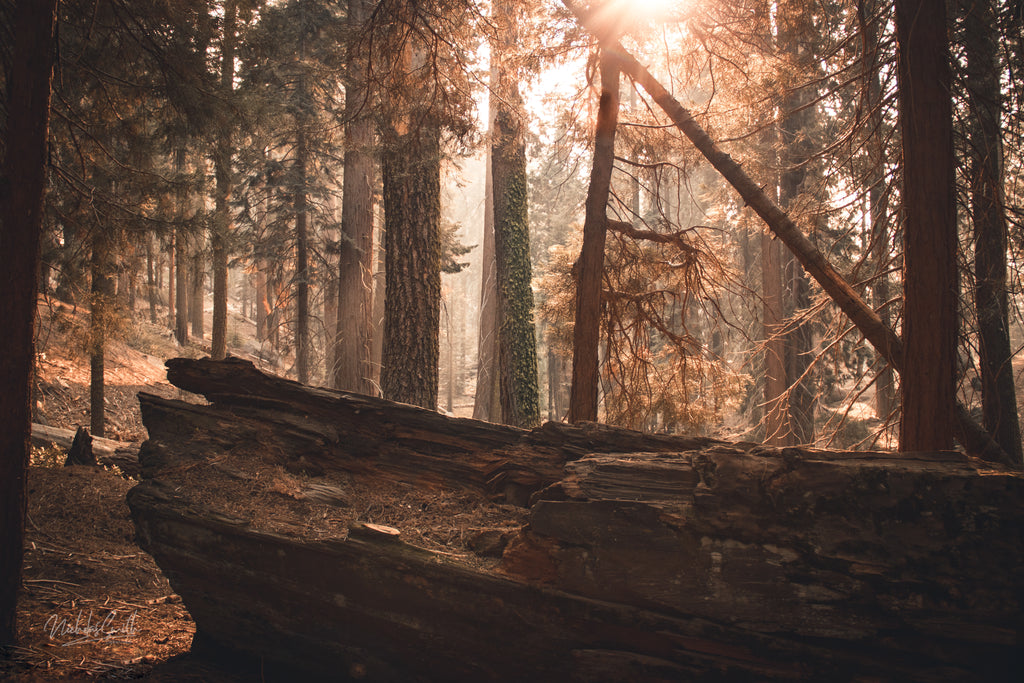 Sequoia